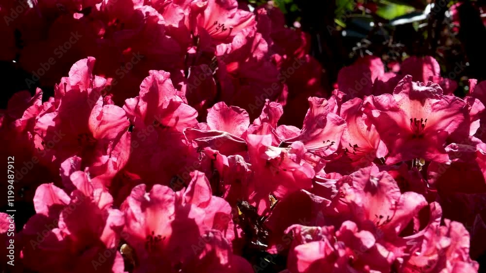 Gentle wind blowing through a branch adorned with vibrant pink flowers creates a serene and beautiful scene Gentle wind blowing through a branch adorned with vibrant pink flowers creates a serene and beautiful scene