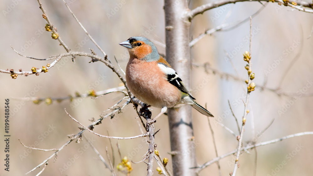 Naklejka premium robin perched on a branch
