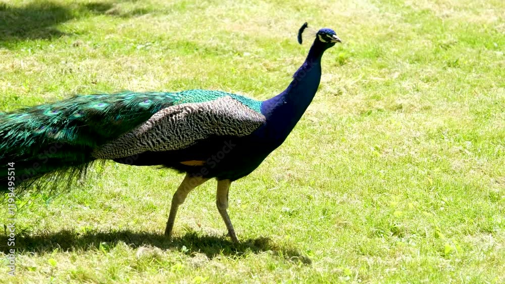 Peacock with closed tail walks slowly in national protected park illuminated by sunlight. Animal walks graciously on green land of petting zoo
