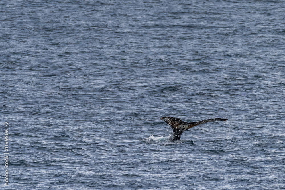 Fototapeta premium Impression of the Scenery near Anvers Island, on the Antarctic Peninsula. A diving humpback whale -Megaptera novaeangliae- is shown in the foreground.