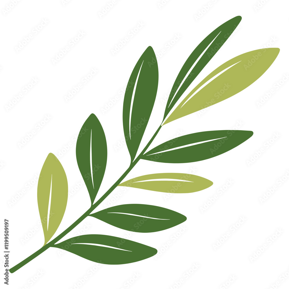 Fototapeta premium Green curve olive leaf illustration eco-friendly annonaceae vector