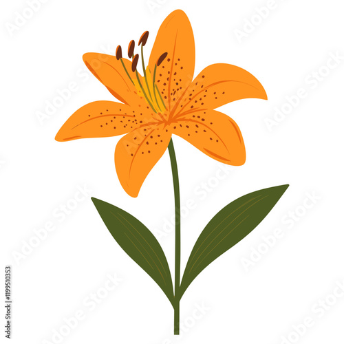 Orange Tiger Lily Bloom lily illustration flower vector