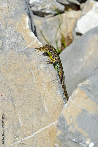 Adriatische Mauereidechse, Karstläufer // Dalmatian wall lizard (Podarcis melisellensis fiumanus) - Lovcen Nationalpark, Montenegro photo