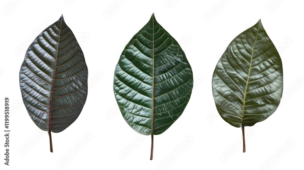 Fototapeta premium Three distinct leaves showcasing varying shades of green, with detailed textures against a white isolated background.