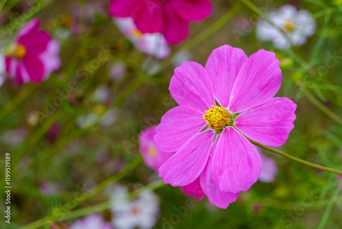 コスモスの鮮やかなピンクの花びら