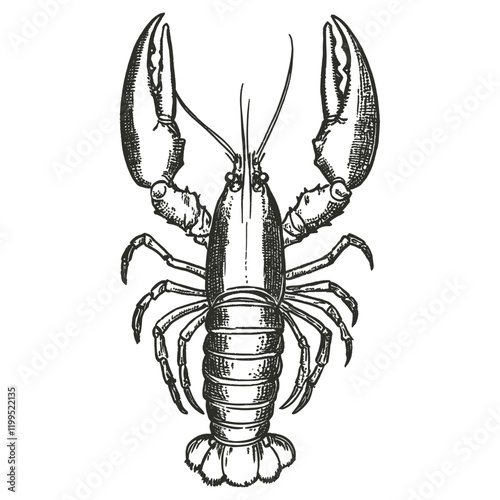 Lobster seafood invertebrate illustration vector