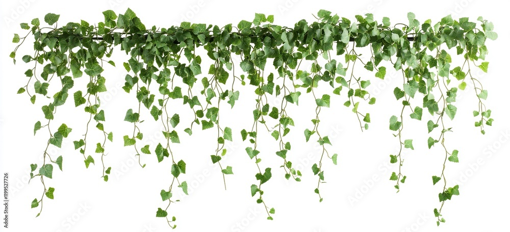 Vines with green leaves hanging on the wire, isolated on a white background Vines with green leaves hanging on the wire, isolated on a white background