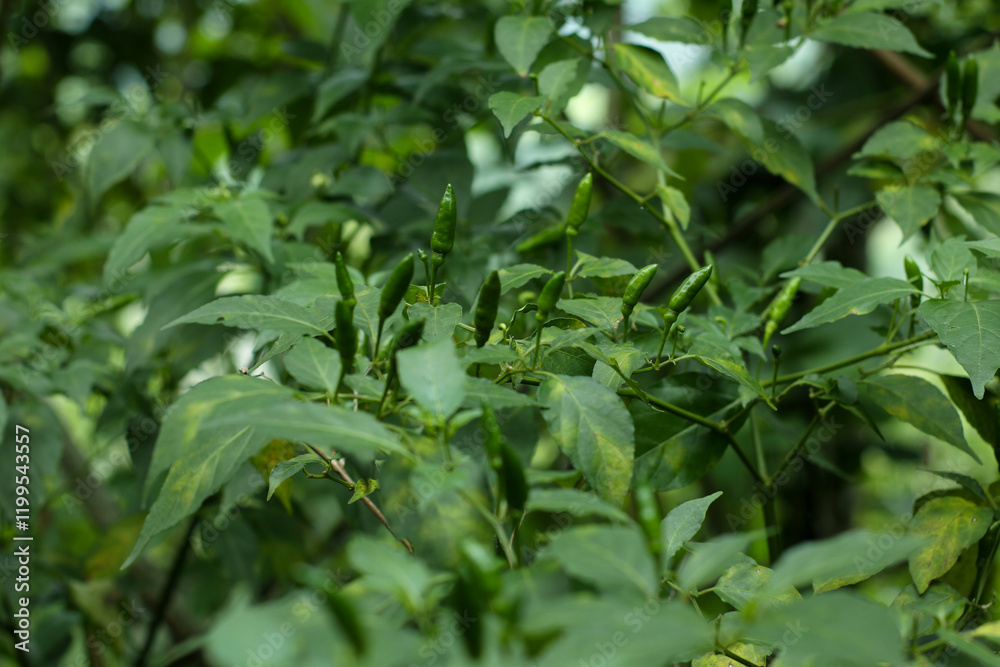 fresh green chilies on the tree in plantations in Indonesia fresh green chilies on the tree in plantations in Indonesia