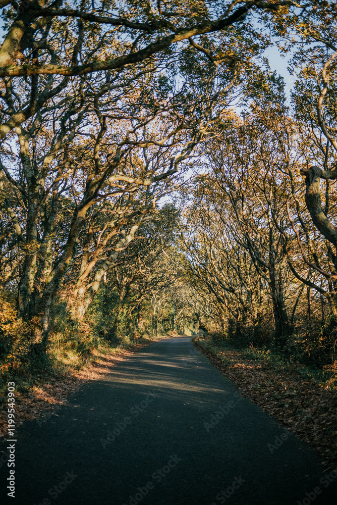 A road with trees on either side. The trees are bare and the leaves are brown. The road is empty and there is no one in the scene A road with trees on either side. The trees are bare and the leaves are brown. The road is empty and there is no one in the scene