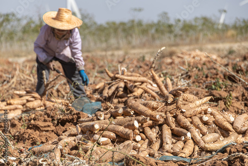 Farmer harvest cassava from agriculture field, pile of cassava root for making tapioca flour.