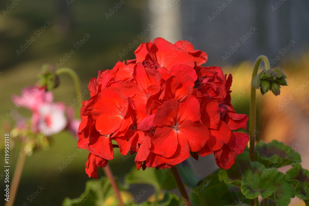 A zonal geranium with red colours. horseshoe geranium. Pelargonium zonale. A zonal geranium with red colours. horseshoe geranium. Pelargonium zonale.