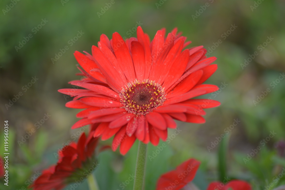 Beautiful Gerbera Red Dark Eye Beautiful Gerbera Red Dark Eye