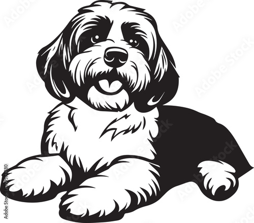 Foto black and white havanese dog