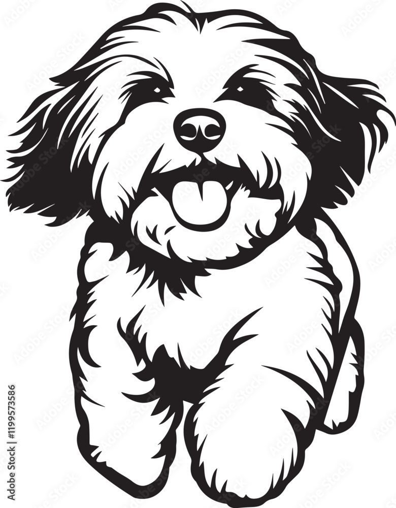 running cute havanese dog running cute havanese dog