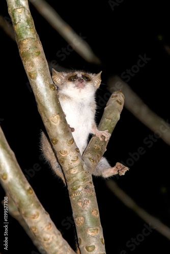 Microcèbe du Bongolava, Lémurien, Microcebus bongolavensis, Madagascar photo