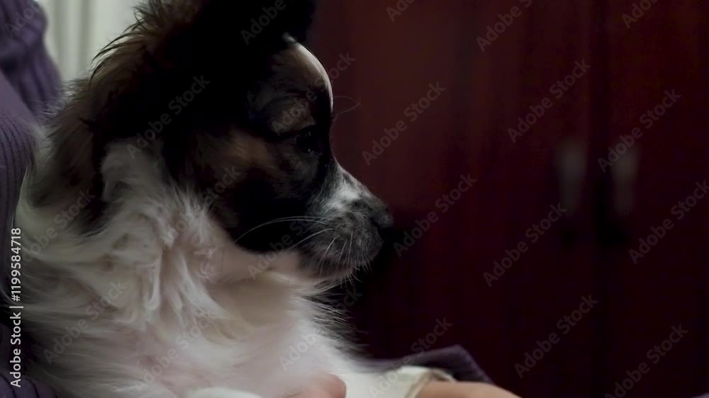 Papillon puppy in the arms of its owner, close-up, the dog has big funny ears, sable color