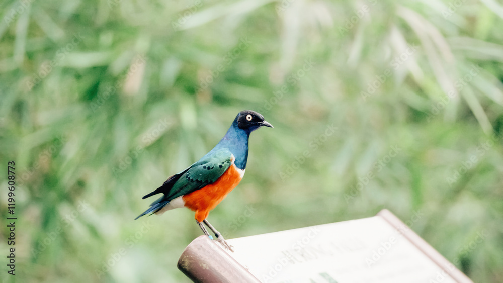 Fototapeta premium A vibrant blue and orange bird perched on a wooden sign. The Superb starling