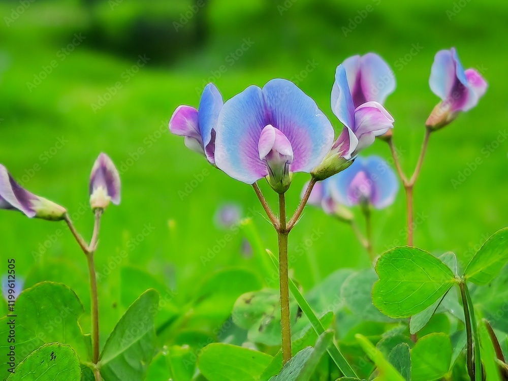 A group of blue and purple flowers are growing in a green field. The flowers are small and delicate, with a mix of blue and purple hues. Concept of tranquility and natural beauty