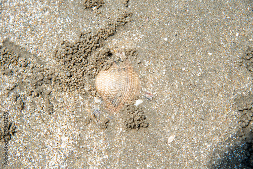 life seashells on the beach photo