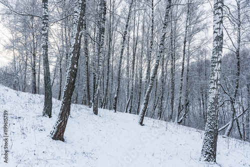 Quadro su tela Birch grove after a snowfall on a winter cloudy day