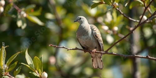 A turtledove perched on a branch of an almond tree with its feathers glistening in the sunlight, tree leaves, bird, branches photo