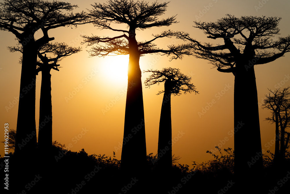 Baobab trees silhouetted at sunset. Madagascar.