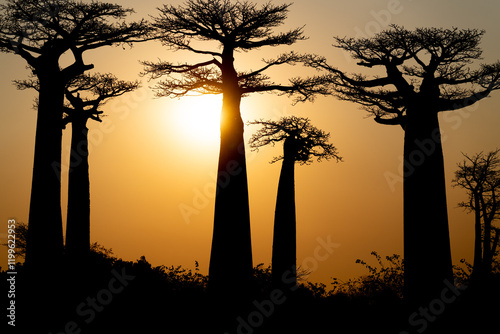 Obraz na płótnie Baobab trees silhouetted at sunset. Madagascar. w salonie