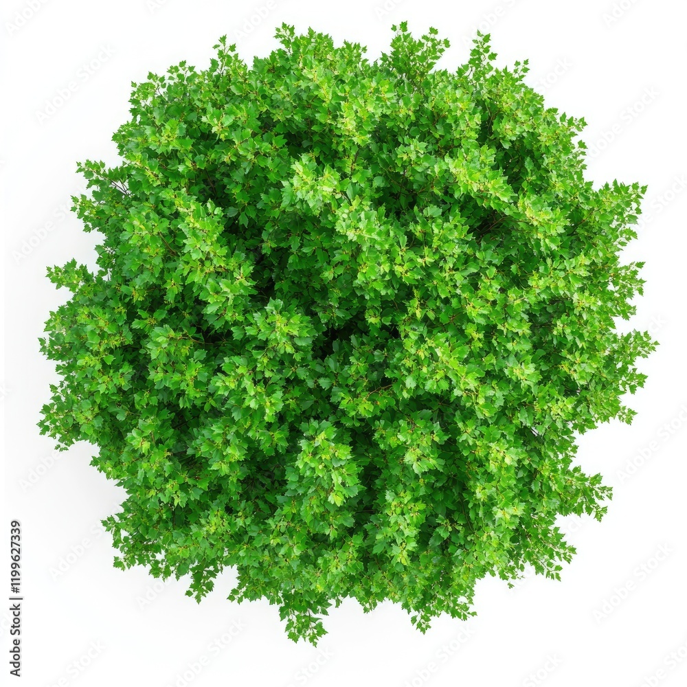 Obraz premium Big Green Maple Tree - Top View on White Background Vector Illustration