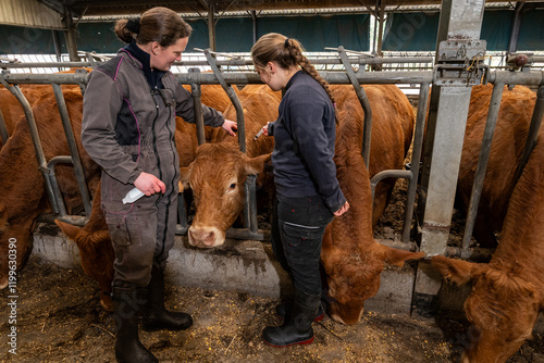 Formation d'une élève stagiaire de lycée agricole par une éleveuse de  vaches limousines. Vaccination contre la FCO avec le vaccin de la marque Bluevac