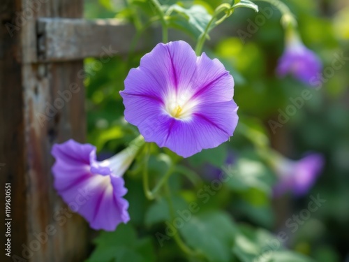 Vibrant Purple Morning Glory Flowers Blooming in a Lush Garden