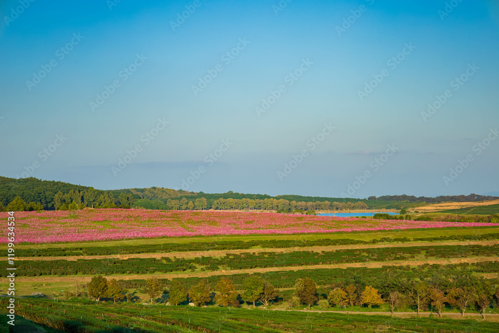 Lush flower yards in different seasons with green fields, pink plants, blue skies, and scenic countryside. Lush flower yards in different seasons with green fields, pink plants, blue skies, and scenic countryside.