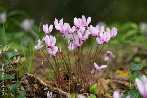 Efeublättriges Alpenveilchen, Cyclamen hederifolium, Herbst-Alpenveilchen, Neapolitanisches Alpenveilchen, Neapolitaner Erdscheibe, Kroatien, Dalmatien, pink, Blume, schön photo