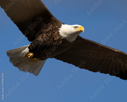 Bald Eagle in flight