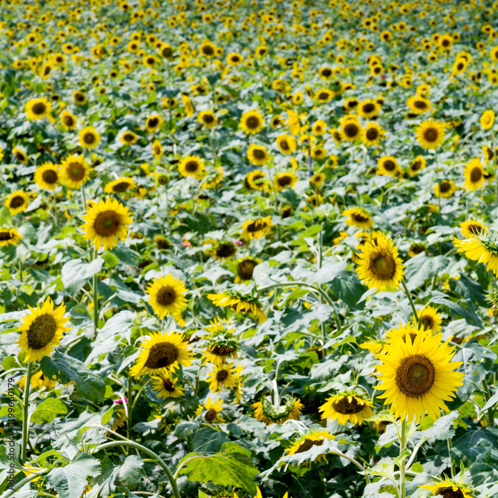 Field of blooming sunflowers for background Field of blooming sunflowers for background