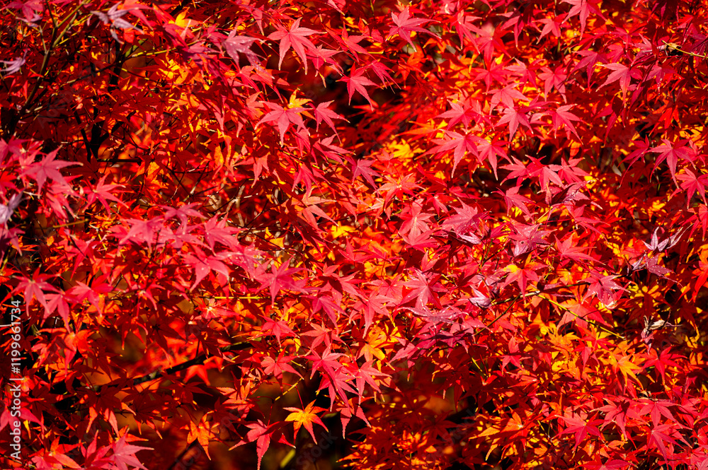 Colourful maple leaves in autumn season color when the leaves change colorful of is in the park, green, yellow, orange and red discoloration