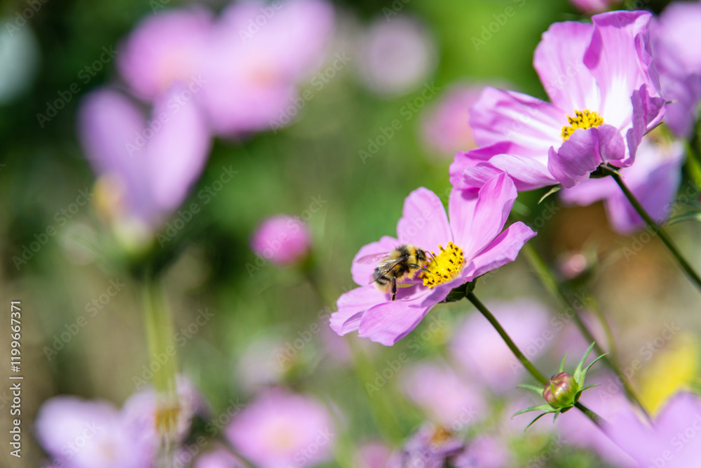 Honey bee collecting pollen on cosmos flower Honey bee collecting pollen on cosmos flower