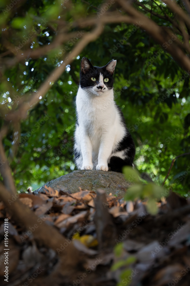 Obraz premium 自然豊かで幻想的な森の中木の枝の間から覗くハチワレ柄の子猫っぽい野良猫