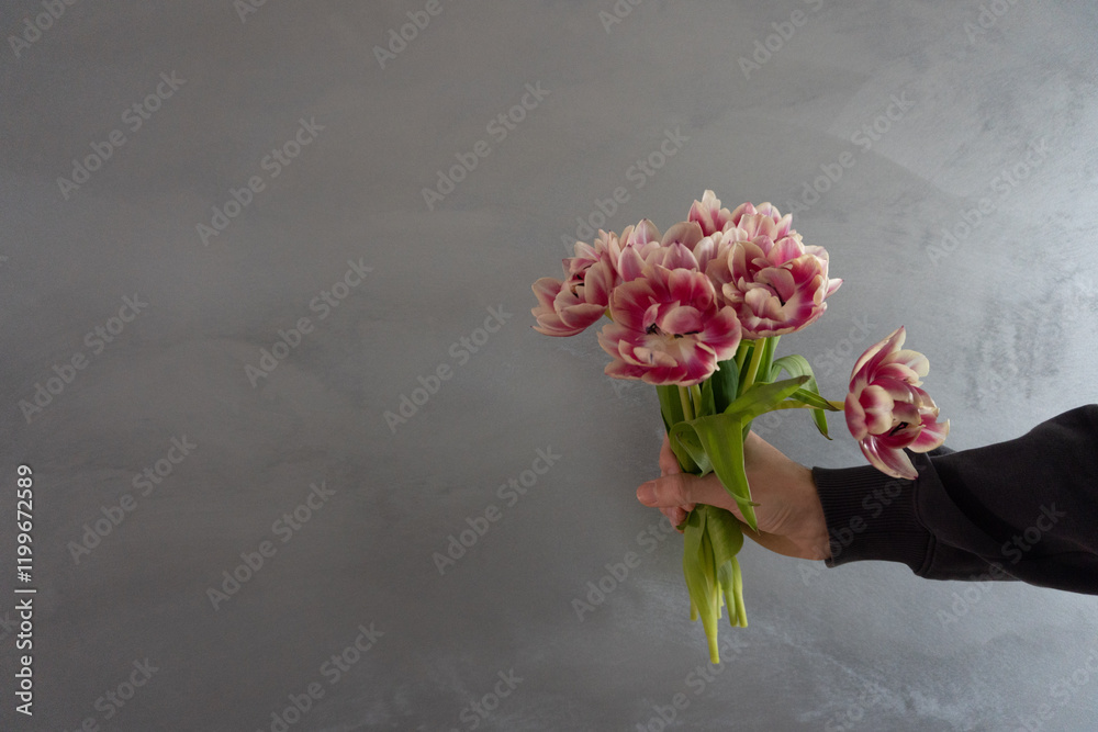 Fototapeta premium Pink and White Tulips Bouquet