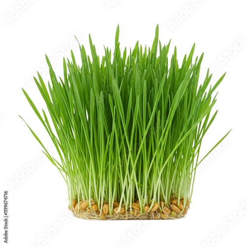 Fresh Green Wheatgrass Sprouting Healthy Growth Nature eco food life plant seeds stems roots spring  photo