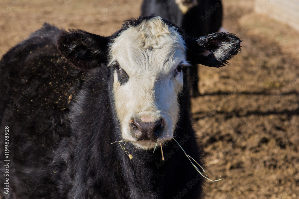 Fototapeta premium black baldy heifer