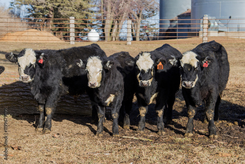 feeder calves photo