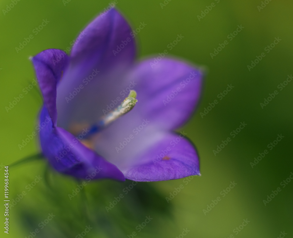 Close-up of Gentle Purple Sheikha Zaynab Bellflower Close-up of Gentle Purple Sheikha Zaynab Bellflower