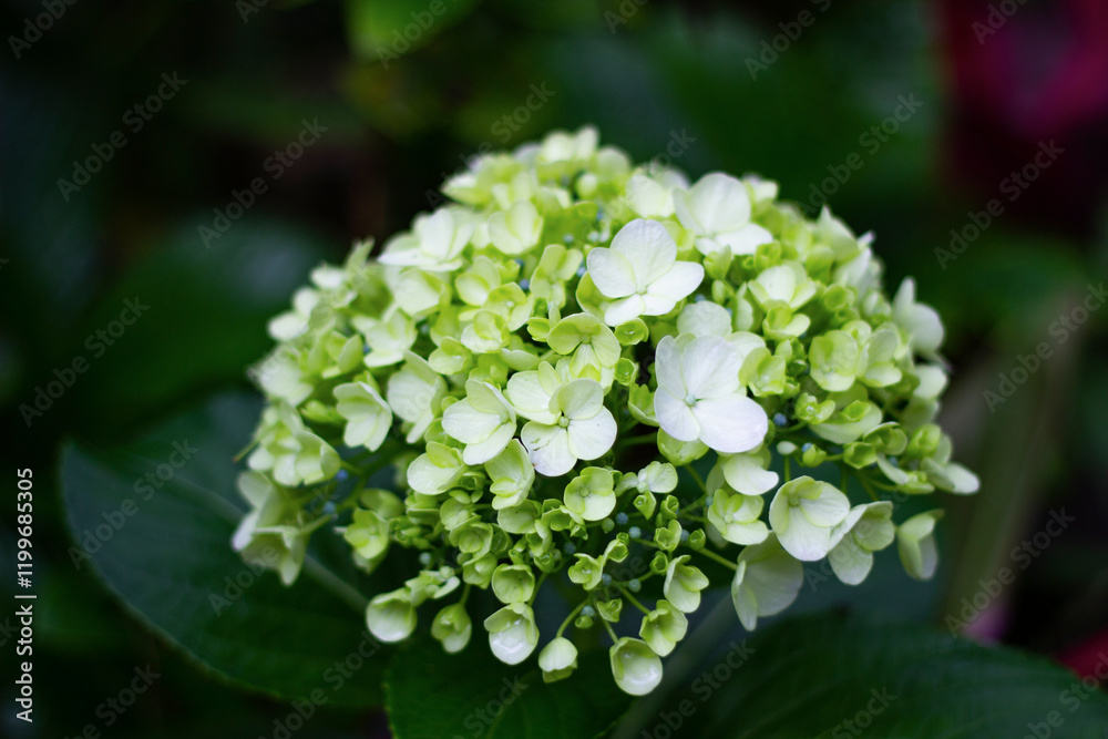 hortensia flowers, commonly grown at high altitudes, flower colours can vary according to soil pH hortensia flowers, commonly grown at high altitudes, flower colours can vary according to soil pH