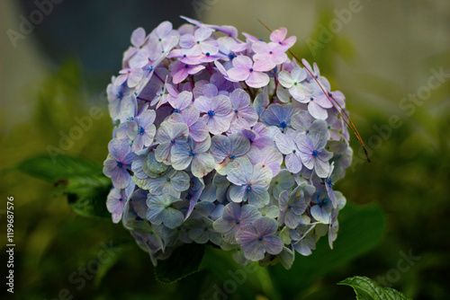 hortensia flowers, commonly grown at high altitudes, flower colours can vary according to soil pH