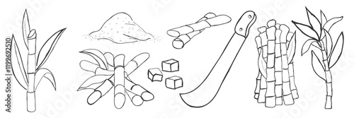 hand drawn line art vector of sugarcane harvest elements. Agriculture and sugar market.