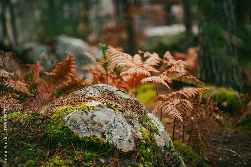 Obraz premium Couleur d'automne dans la forêt de Fontainebleau 