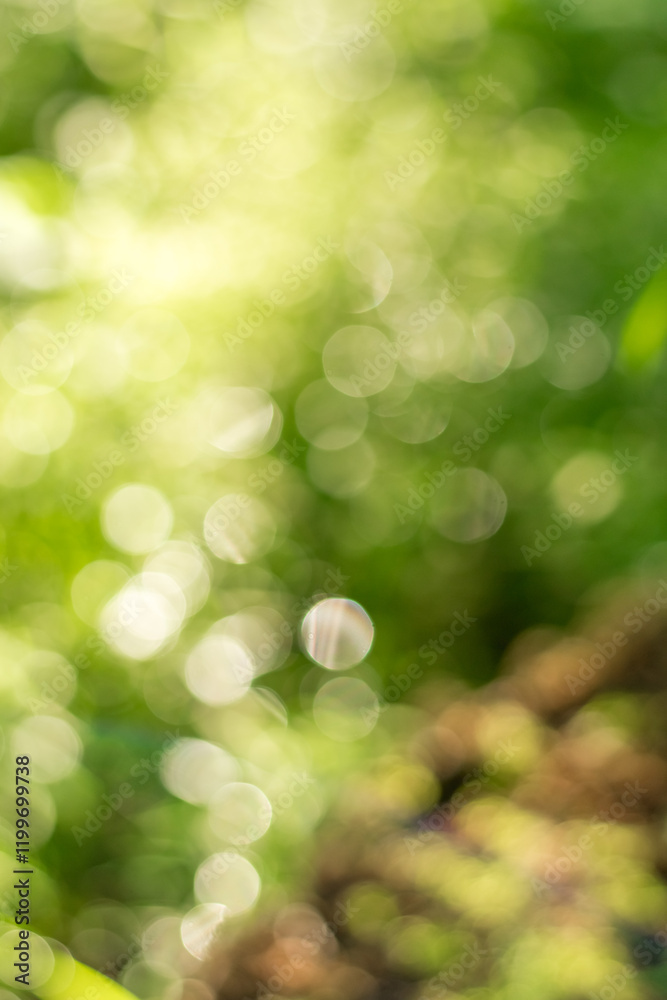Obraz premium Bokeh Effect from Forest Leaves
