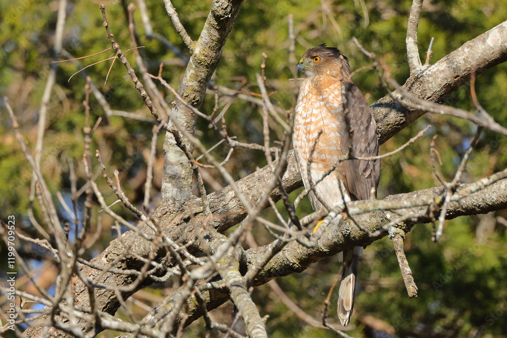 Red shouldered hawk perched on cedar limb against blue sky. Red shouldered hawk perched on cedar limb against blue sky.
