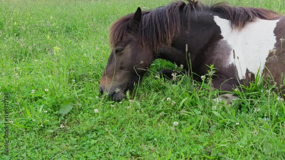 Horse lying on a meadow and eating grass. Horse lying on a meadow and eating grass.
