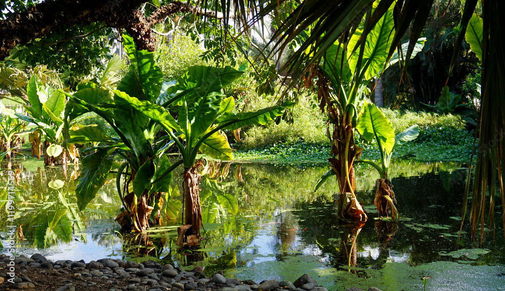 Banana trees growing in a pond at the Palmetum botanical garden in Santa Cruz de Tenerife, Spain.
Selective focus. Banana trees growing in a pond at the Palmetum botanical garden in Santa Cruz de Tenerife, Spain.
Selective focus.